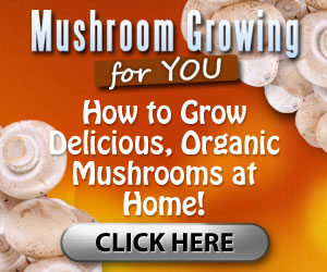 Mushroom How To Grow