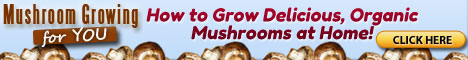 Growing Of Mushrooms
